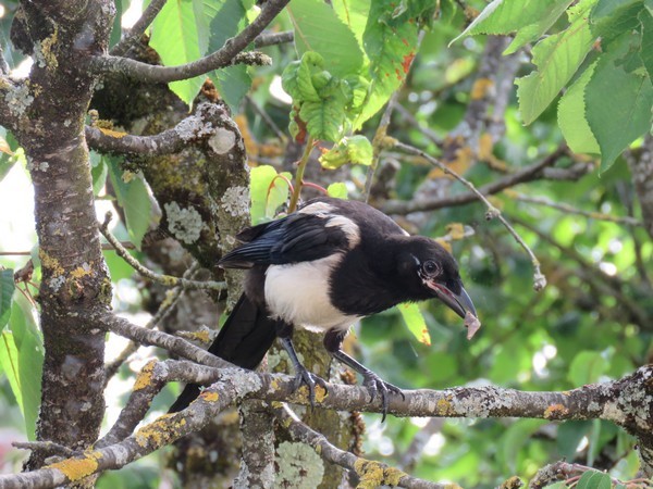 Seulement quelques espèces d'oiseaux ont visité mon jardin cet hiver...
