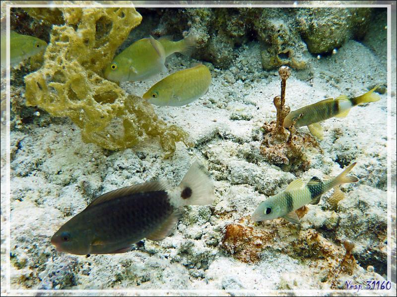 Juvéniles de Perroquets indéterminés, de Perroquet brûlé, de Poisson-chèvre à deux selles, de Rouget à trois bandes, et Microbialithe Hydrocoleum sp - Jardin de Corail, Motu Tautau, Taha'a - Polynésie