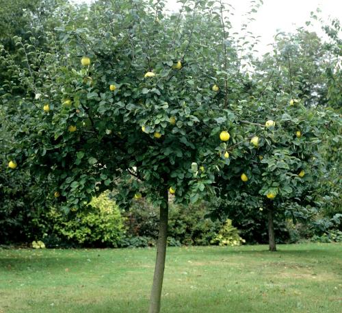 Arbre fruitier : Cognassier