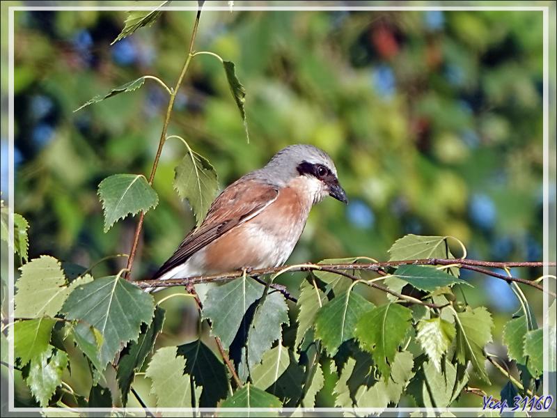 Les photos du jour : Bouvreuil pivoine, Eurasian Bullfinch (Pyrrhula pyrrhula) mâle et femelle et Pie-grièche écorcheur, Red-backed Shrike (Lanius collurio) mâle - Lartigau - Milhas - 31