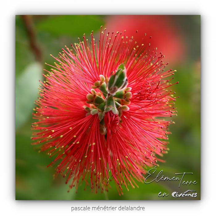 Callistemon