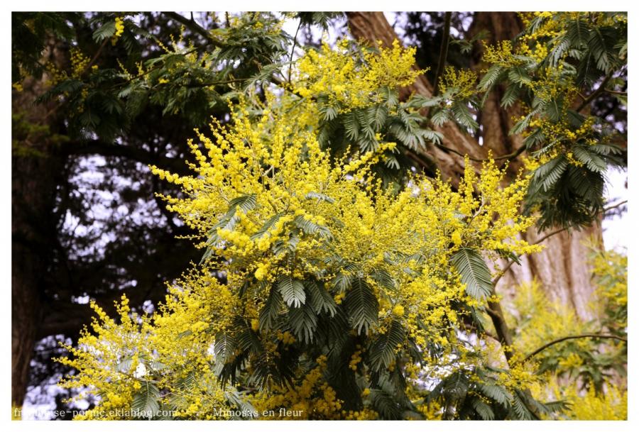 Mimosa en fleurs 