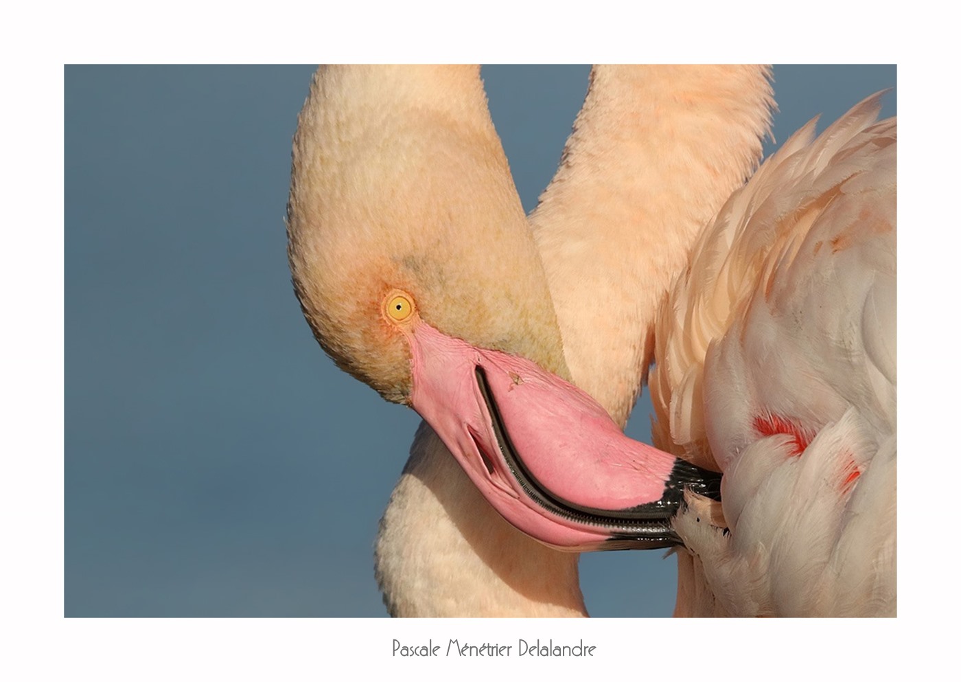 Flamants roses du Méjean