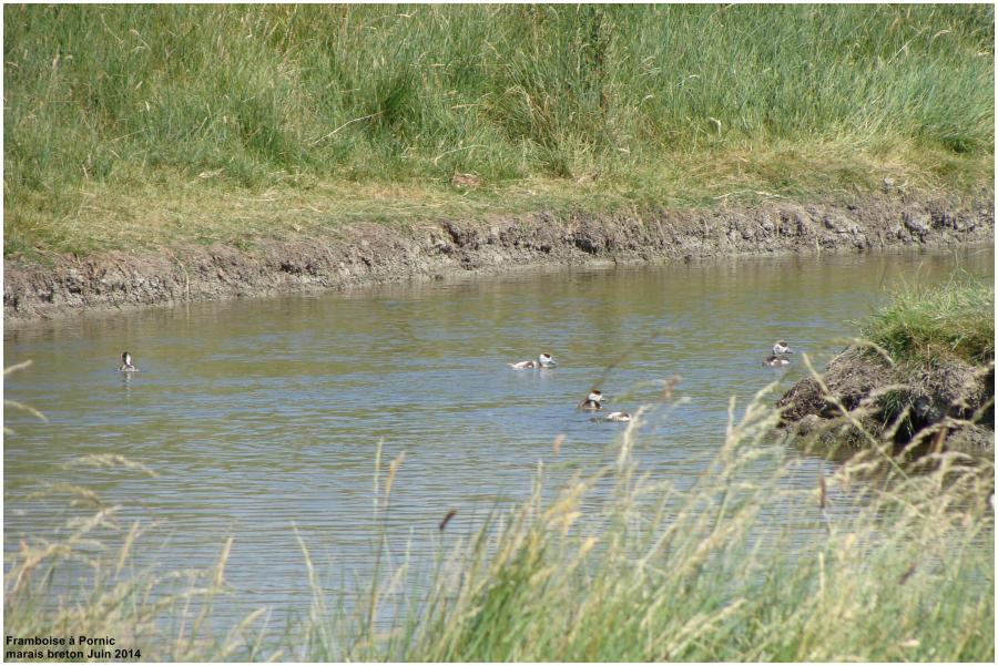 Naissance dans les marais 