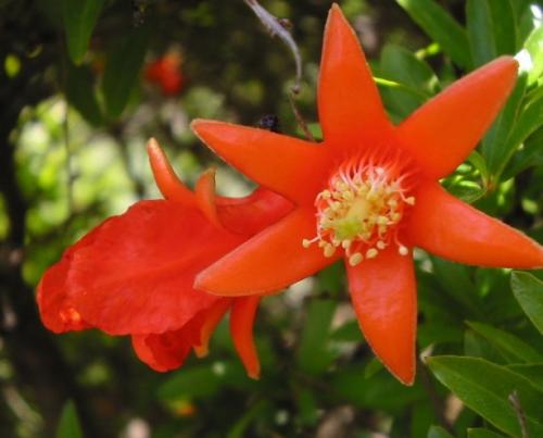 Arbre fruitier  Grenadier
