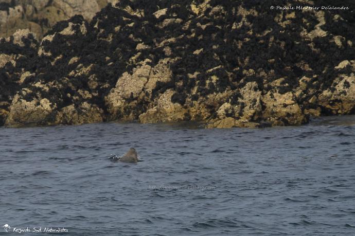 Phoque gris (Halichoerus grypus)