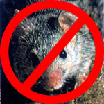 Rat