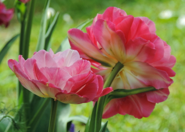 Portraits de tulipes