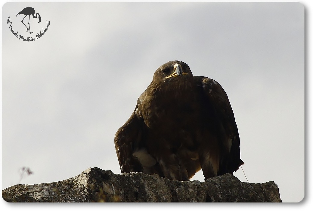 Aigle royal (?) - Décomposé d'une envolée...