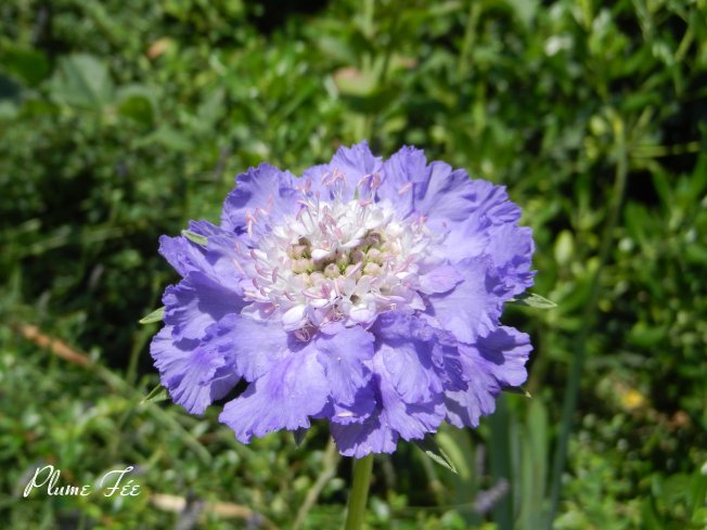 Image51.jpg