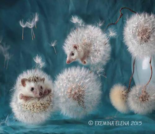 Elena Eremina et la vie des animaux