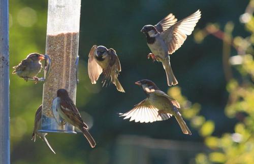 Comment nourrir les oiseaux de son jardin