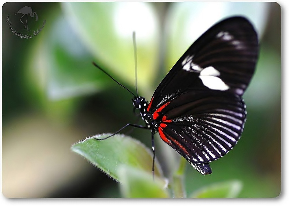 Heliconius doris - de l'Amérique centrale à l'Amazonie - Nymphalidae