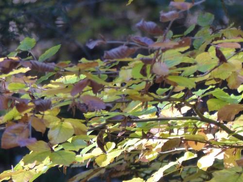 L'automne à l'Aigoual