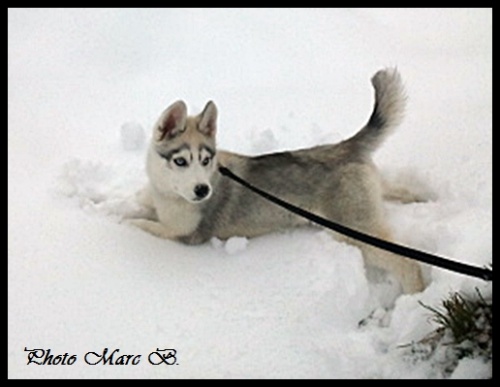 Priska (3 mois)