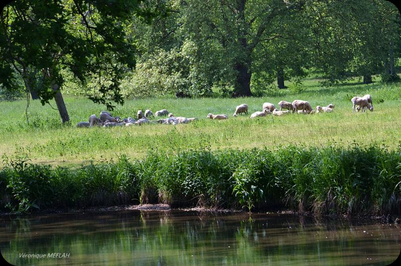 Rambouillet : Mérinos, Mérinos !