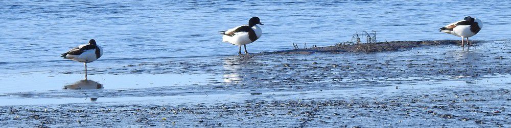 Tadornes de belon - décembre 2023...