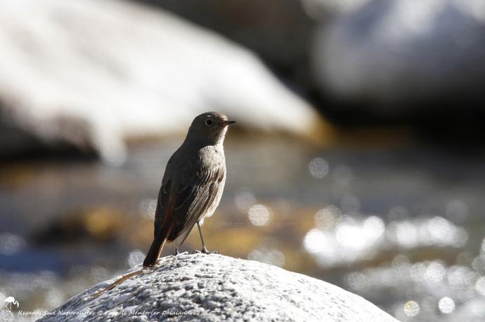 Rougequeue noir ♀
