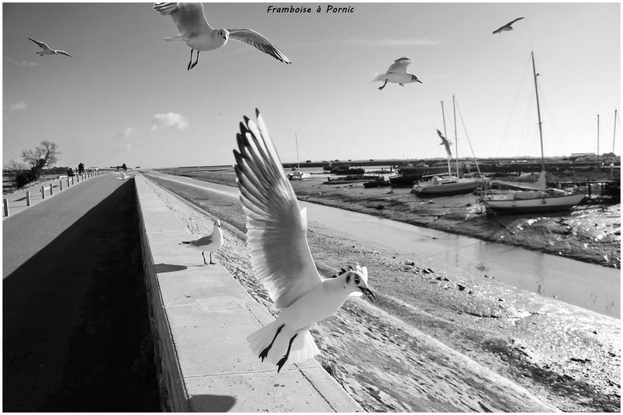 Mouette rieuse