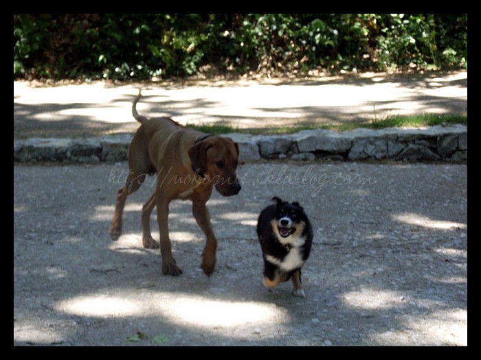 Tranches de vie d'un Australian Shepherd