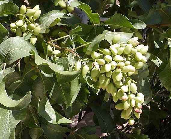 Fruits du mois d'Octobre