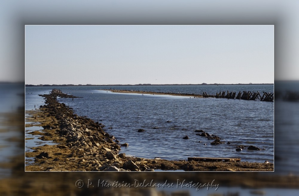 La vie sur la réserve naturelle des Salines (Hérault)