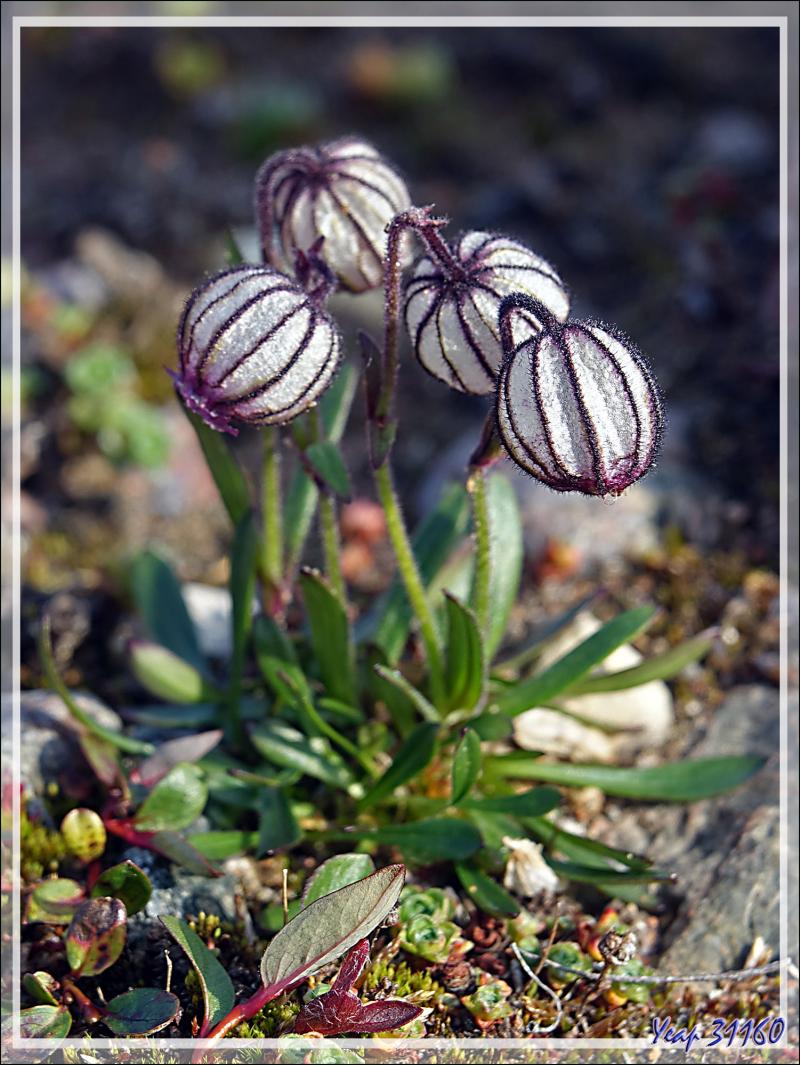 Silène de l'Oural, Nodding campion, Mountain campion, Pulluiujuit (Silene uralensis ssp. arctica) - Craig Harbour - Terre d'Ellesmere - Nunavut - Canada