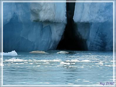 L'ourse et son gros ourson de Croker Bay - Devon Island - Nunavut - Canada