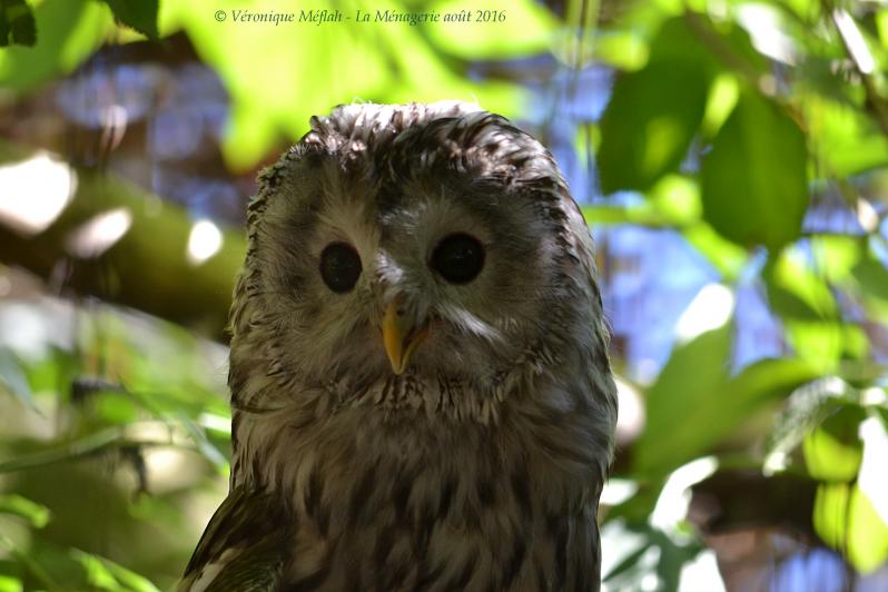 La Ménagerie, le Zoo du Jardin des Plantes : Chouette de l'Oural