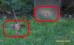 La Page de Nathalie Hayes