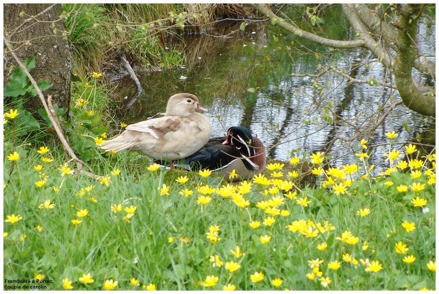 Canard carolin