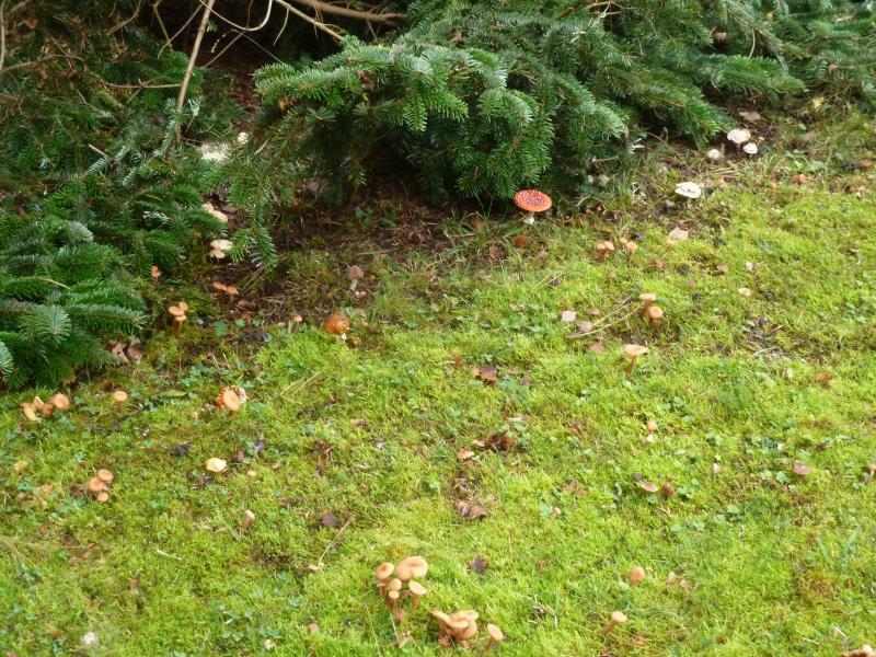 champignons 