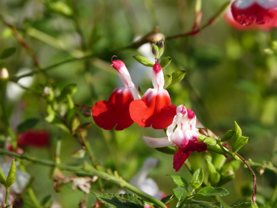Un jardin romantique 