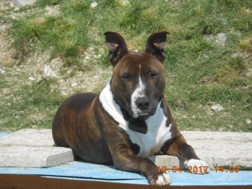 Une étude prouve que les chiens peuvent distinguer le bien du mal