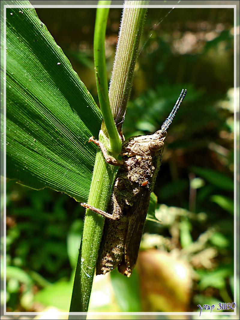 Criquet à antennes bleues - Inkaterra Hacienda Concepcion - Puerto Maldonado - Pérou