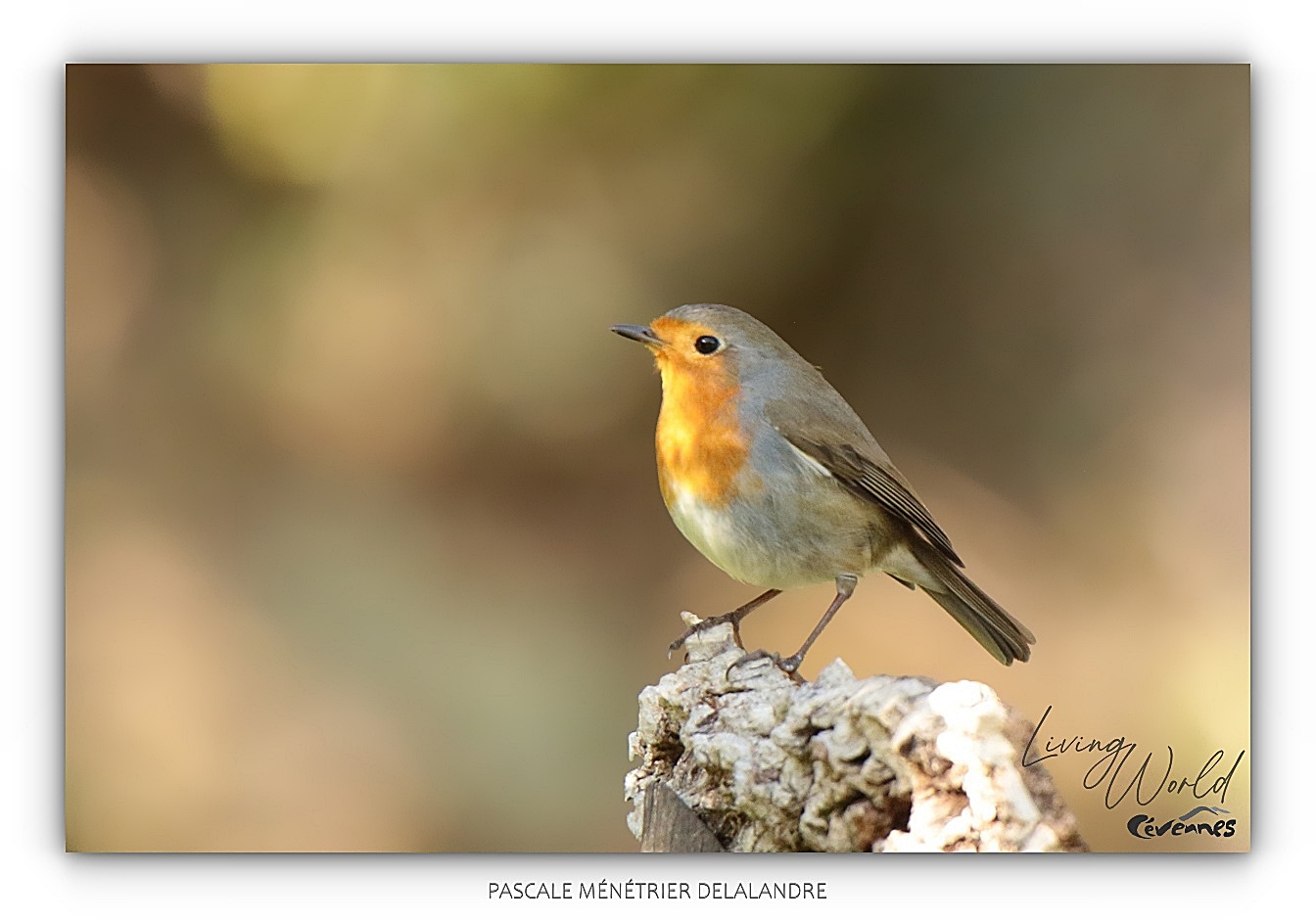 Robin au refuge