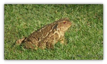 Crapaud épineux (et non commun, plus nordique)