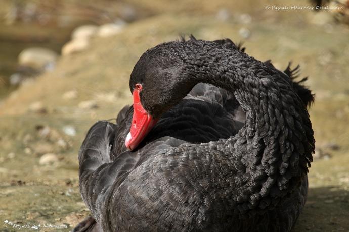 Cygne noir - Cygnus atratus - Black Swan