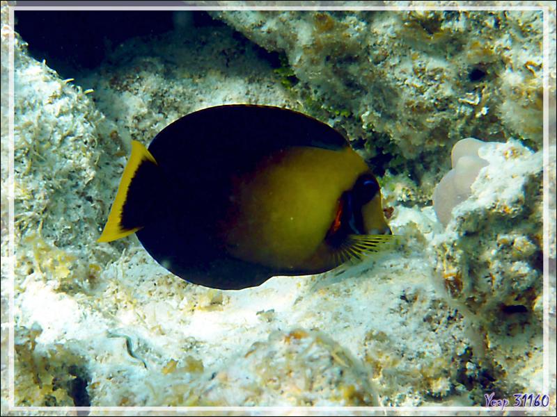 Chirurgien mimétique du Pacifique ou chocolat, Chocolate surgeonfish (Acanthurus pyroferus) - Lagon de la Pension Kuriri - Maupiti - Polynésie française