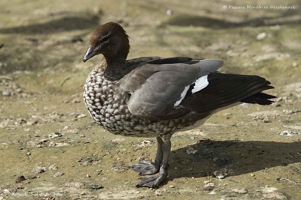 Canard à crinière