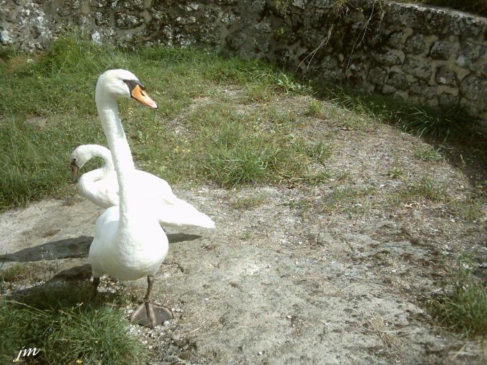 les cygnes