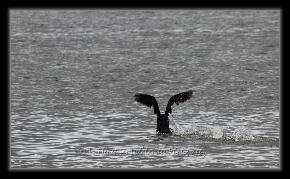Amerissage d'un grand Cormoran...