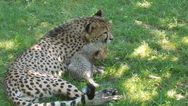    nos amis les animaux    :     Anne L 