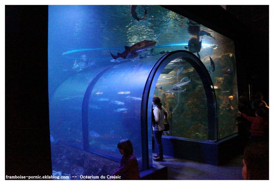 OCEARIUM DU CROISIC 