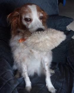 EMY (ma chienne Epagneul Breton)