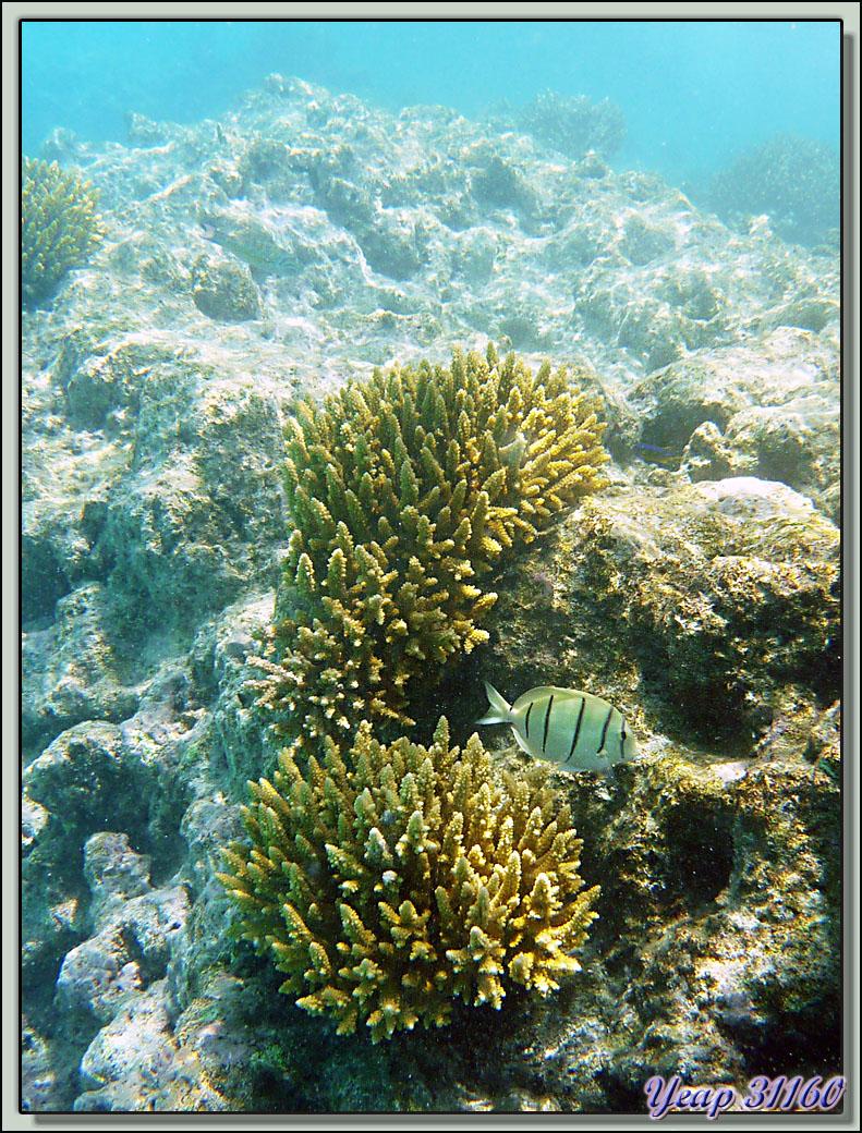 Snorkeling dans le lagon de la pension Raira Lagon : Poisson-chirurgien bagnard - Rangiroa - Polynésie française
