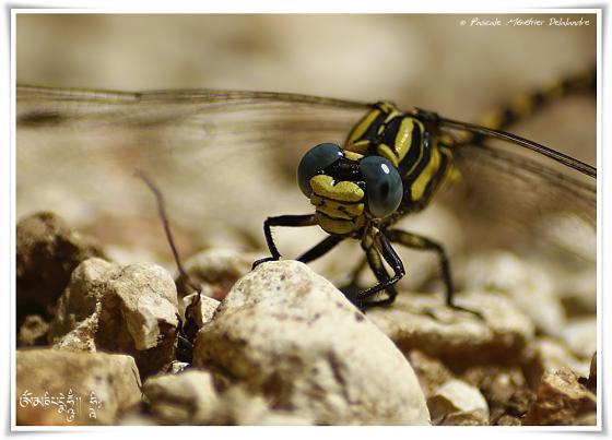 Onychogomphe à crochets ♂ (Onychogomphus uncatus)