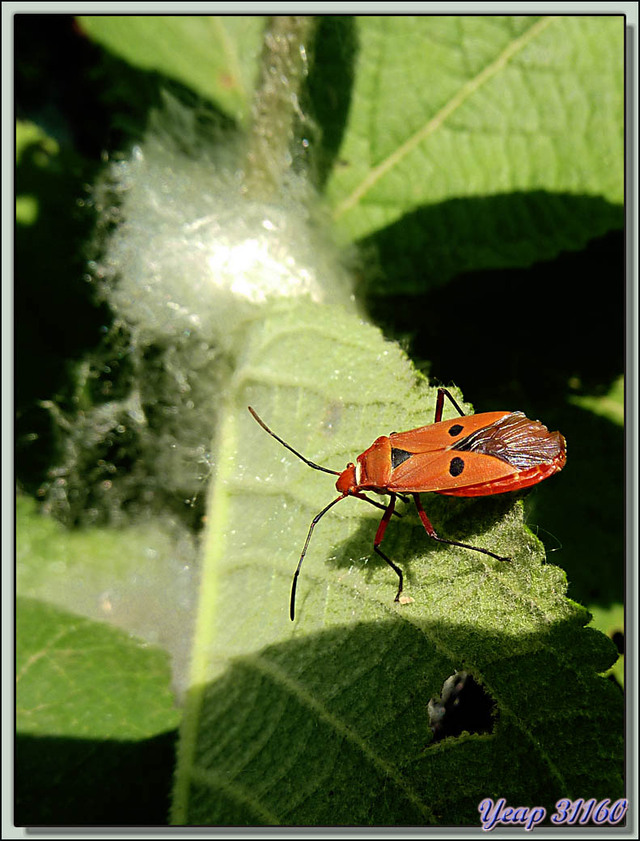 Blog de images-du-pays-des-ours : Images du Pays des Ours (et d'ailleurs ...), Punaise rouge "red cotton(silk) bug" (Dysdercus koenigii) - Parc National de Chitwan - Teraï - Népal