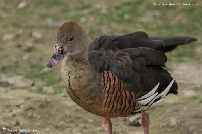 Dendrocygne d'Eyton