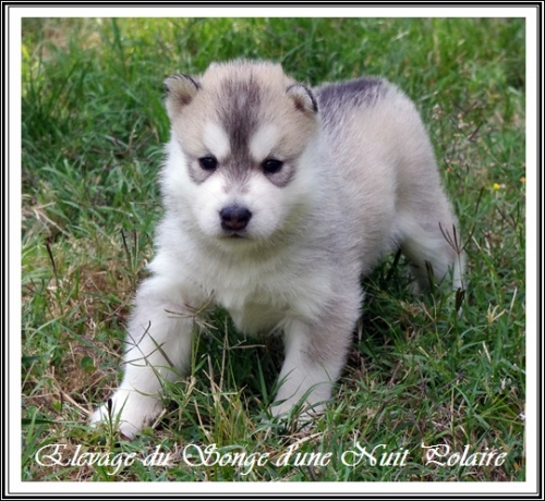 Chiot Husky Femelle 2 (22j)